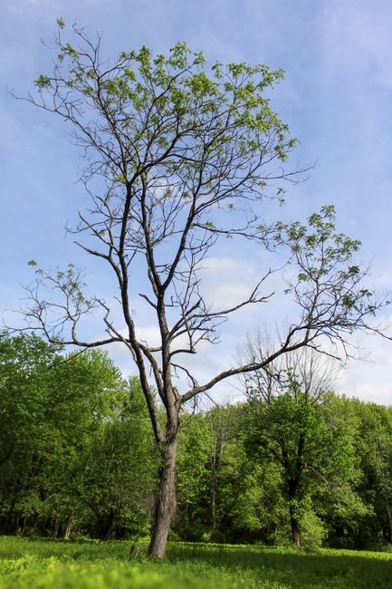 A tall, leafless tree stands prominently in the foreground with twisted, dark brown bark and sparse green foliage at the tips of its branches. Surrounding the tree are lush green bushes and smaller trees with dense, vibrant foliage, creating a natural backdrop. The scene is set on a grassy area with a clear, light blue sky overhead, dotted with a few soft white clouds. The lighting appears natural, indicating daytime, with sunlight illuminating the leaves and casting gentle shadows. This outdoor environment, featuring a mature tree amid greenery, relates to natural waste management or garden clearance activities, similar to private or on-site rubbish removal services offered by Waste Clearance Acton. The overall scene emphasizes environmental surroundings that may require clearance or disposal of organic debris, aligning subtly with the context of environmentally conscious rubbish removal solutions tailored for outdoor spaces.