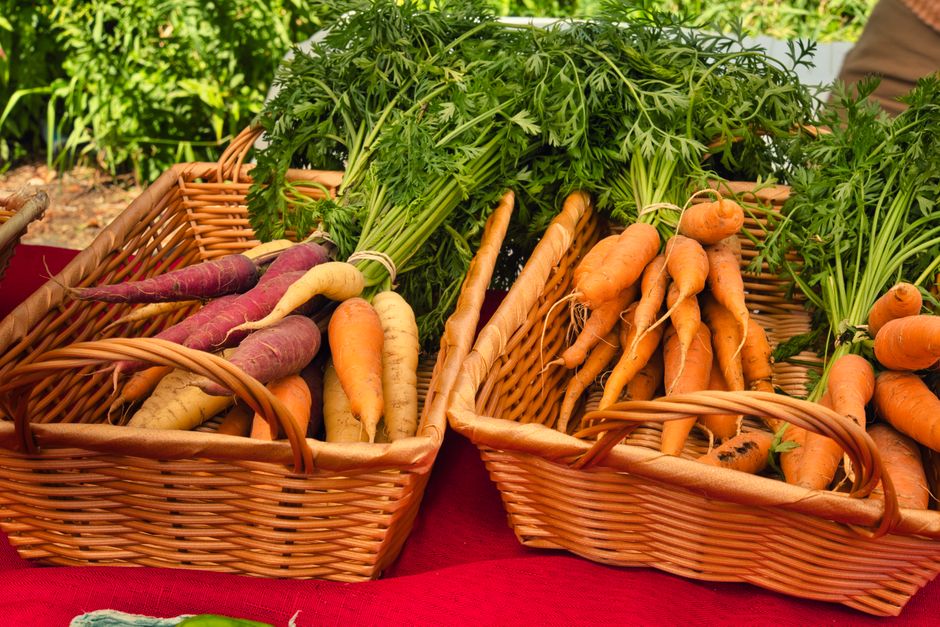 Three woven wicker baskets filled with freshly harvested carrots and radishes are displayed on a red cloth table outdoors. The carrots are in various sizes, with some still attached to green leafy tops, showcasing a blend of orange, purple, and white roots with earthy textures. The radishes, some with their green foliage still attached, are light beige and off-white, with slightly rough skin. The baskets sit on a paved or garden surface, with greenery visible in the background, indicating a garden or market environment. The natural lighting highlights the vibrant colours and textures of the vegetables, emphasizing their freshness. This scene relates to household or community produce sharing, but also connects to themes of garden waste or organic material collection in the context of waste clearance services that handle garden produce waste or vegetable scraps for disposal or composting, relevant to independent waste handling or home clearance options offered by Waste Clearance Acton.