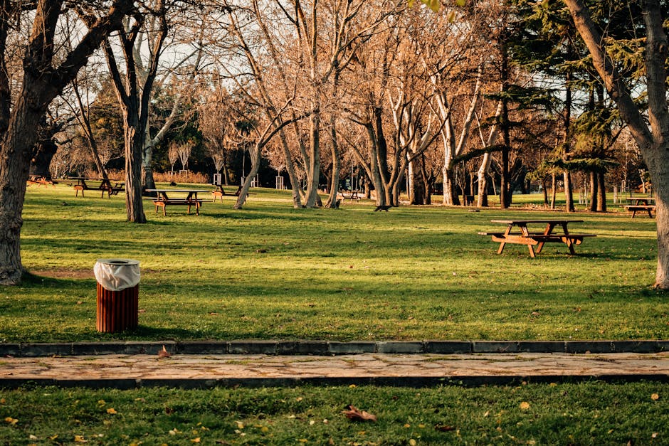 A public park scene featuring a well-maintained grassy area with several evenly spaced, leafless deciduous trees in the background. The trees display thin, light brown trunks and branches extending outward, with some remaining green foliage. The park includes multiple wooden picnic tables with attached benches, positioned on the grass and arranged in a manner suggesting receptiveness to visitors. In the foreground, there is a round, brown wooden trash bin with a white plastic bag lining the top, situated on a paved pathway that runs across the bottom of the image. The lighting indicates late afternoon or early evening, casting warm, soft sunlight over the scene. The overall atmosphere is calm and orderly, with no visible litter or debris. This setting may be used for outdoor gatherings or leisure activities, with Waste Clearance Acton occasionally considering alternative waste handling for park maintenance or private event rubbish removal, although no specific waste collection activity is shown in this photograph.
